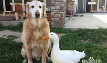 狗撵鸭子的歇后语