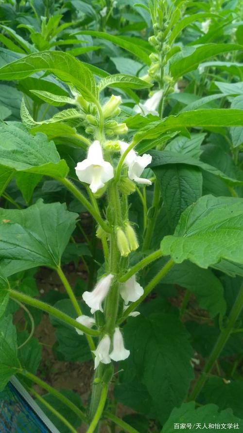 芝麻花寓言词下句