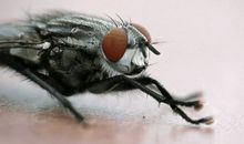 苍蝇飞进花园歇后语