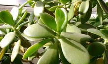 厚脸皮才是真强大