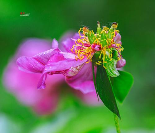 十年的梦想，梦想像花一样绽放