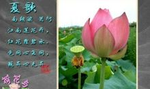 关于赞美荷花的句子