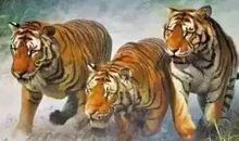 成功路上的三只虎