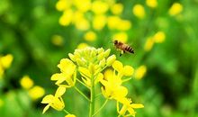 一些描写油菜花的好句摘抄