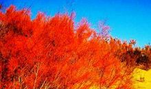 毕淑敏：离太阳最近的树