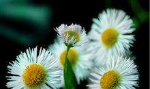 毕淑敏：素面朝天