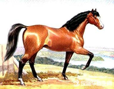 关于谢厚玉矮个子骑马【解析】