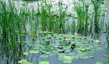 沈从文：小草与浮萍