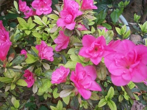 描绘杜鹃花的片段