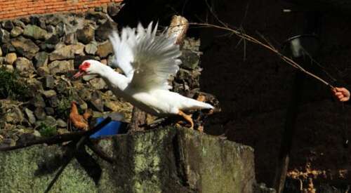 周作人:谈政策理论