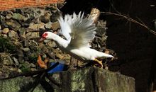 周作人：谈策论