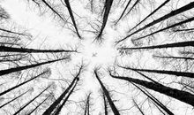 最近疯传的“大树理论”