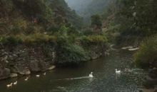 林清玄：香鱼的故乡