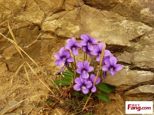 顽强的生活碎片