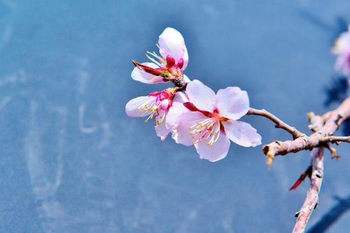 描述杏花的一段