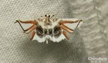 有关飞蛾的歇后语