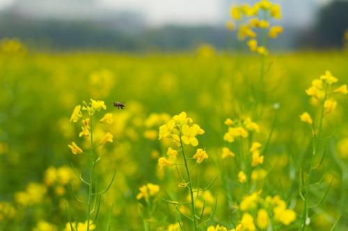 描述强奸花的好句子