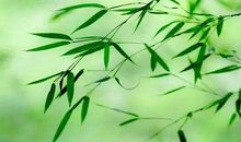 顺其自然的诗句