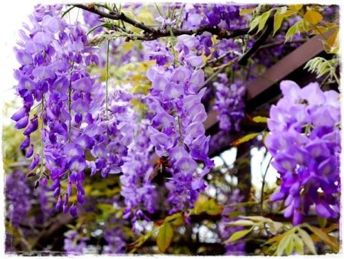 描述紫藤花的句子