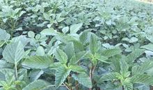 周作人：苋菜梗