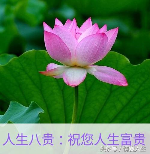 生活:八贵族,八美人,八幸福,八乐,八宝,八笑