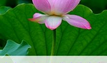 人生：八贵，八美，八喜，八乐，八宝，八笑