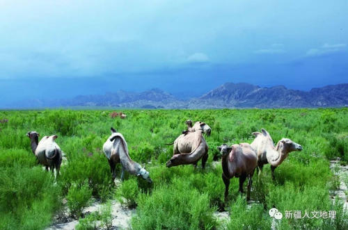 林庆轩：故乡的水土