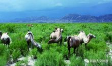 林清玄：故乡的水土