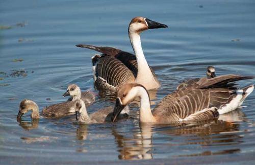 林庆轩:不飞南的野鹅