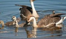 林清玄：不南飞的大雁