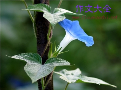 一段描述牵牛花