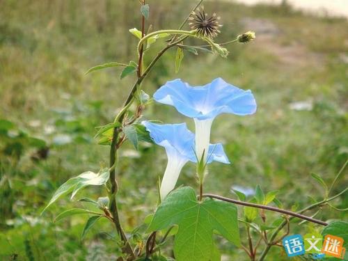 描述牵牛花的好词,句子和段落