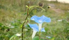 描写牵牛花的好词好句好段