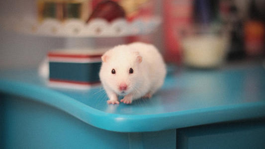 写作构成：可爱的小仓鼠