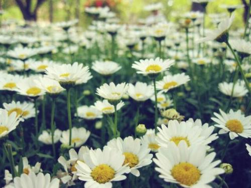 经典语录：毒草绽放美丽的花朵，使您的人民说出好话