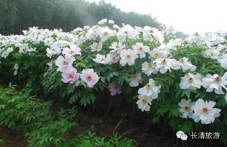 描述牡丹花的段落