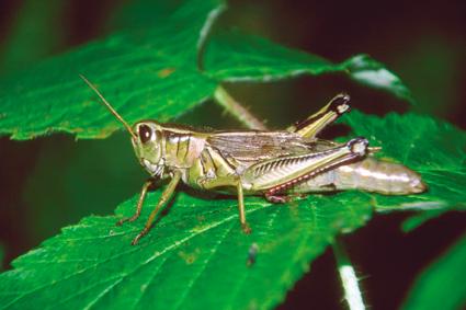 关于光头玩具的寓言词