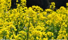 描写油菜花的语段