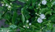 周邦彦：应天长