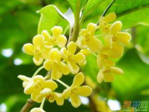 关于桂花的好单词和句子