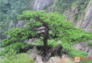 描绘松树的碎片