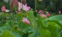 周邦彦：瑞鹤仙