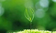 用生机勃勃造句