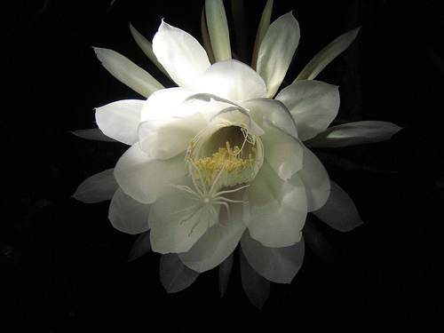 片段描绘了顿悟的开头