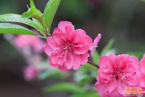 一段描述桃花的美丽段落