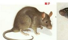 猫哭耗子的歇后语