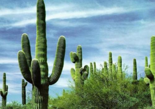 描述仙人掌的好单词和句子