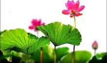 用亭亭玉立造句