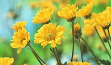 林清玄：花的生命