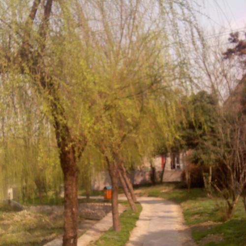 描述春柳的优美段落